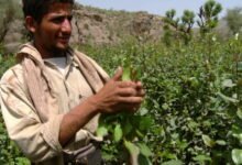 630660897 khat shrub yemeni collecting drug