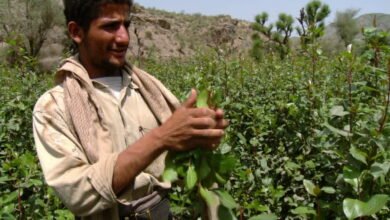 630660897 khat shrub yemeni collecting drug