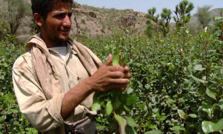 630660897 khat shrub yemeni collecting drug