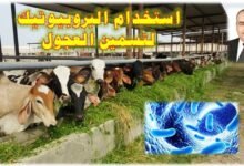 استخدام البروبيوتيك لتسمين العجول