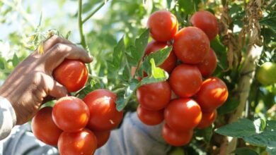 موعد زراعة الطماطم في السعودية